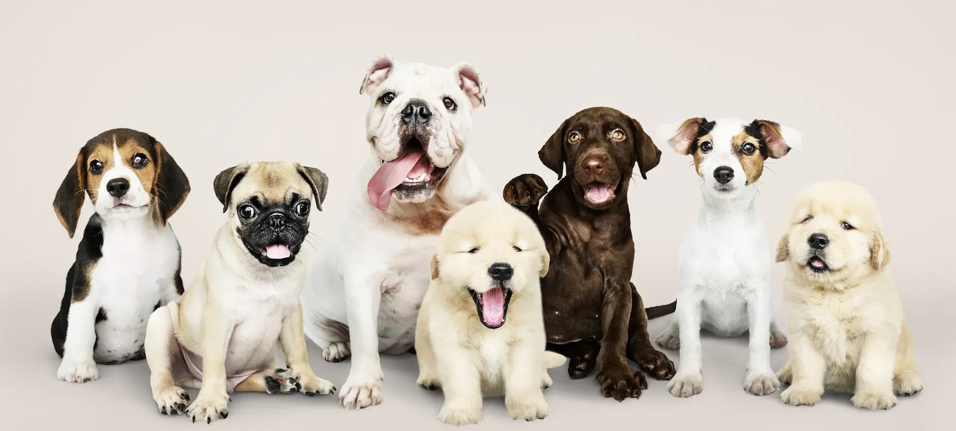 mysite-name pet grooming salon